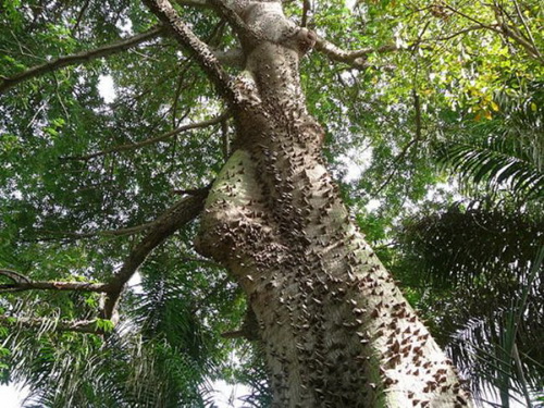 Chăm s&oacute;c s&acirc;n vườn, duy tr&igrave; s&acirc;n vườn, bảo dưỡng s&acirc;n vườn, bảo dưỡng s&acirc;n vườn c&acirc;y xanh, chăm s&oacute;c thảm cỏ, bảo dưỡng thảm cỏ, bảo dưỡng hồ Koi, vệ sinh hồ Koi